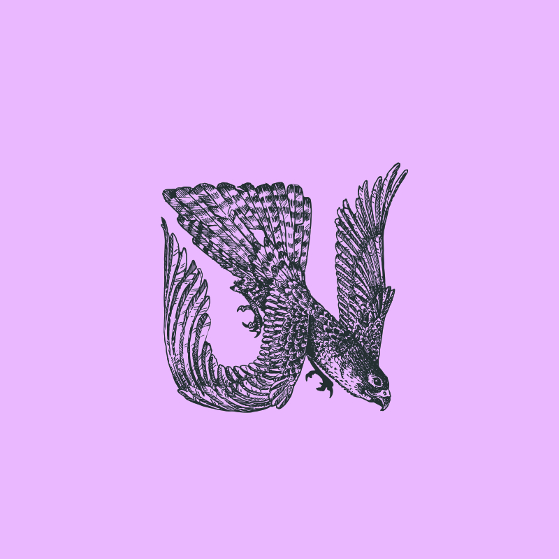 Urwahn Bikes - Illustration eines Falken in Bildmarken-Form